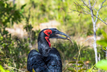 The bird - endemic to South Africa