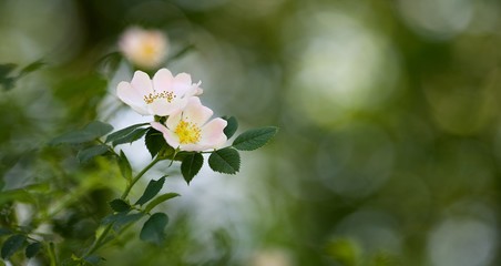 Rose sauvage églantier