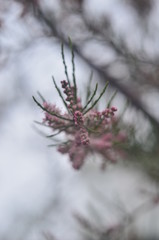 snow covered branches