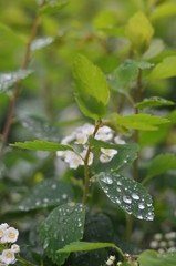 green leaves on a tree
