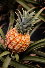 Pi&ntilde;a tropical  de El Hierro, Islas, Canarias, creciendo en la planta