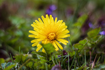 yellow dandelions in the grass