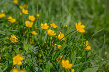 Golden buttercup flowers in grass in springtime, close up