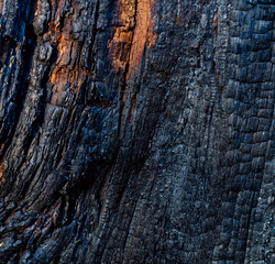Black charred tree texture. Tree bark after a forest fire