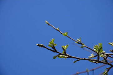 spring apple tree branches
