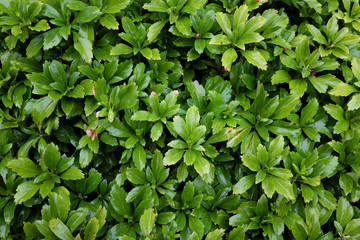 Fototapeta na wymiar Pachysandra terminalis (Buxaceae), outdoor plants 2020