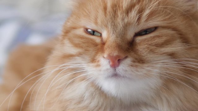 Close up portrait of cute ginger cat. Fluffy pet stares sleepily. Domestic animal has a nap on bed.