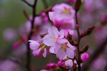 Obraz na płótnie Canvas 鮮やかな春の桜の花