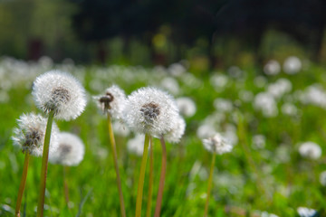 Dandelion blowball white fluffy seed heads