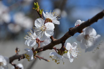 spring apricot