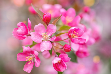 Naklejka na ściany i meble Pink petals of an apple tree. Many inflorescences on the tree. Light cloud of flowers.