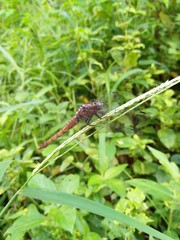 Dragonfly natural picture Kerala india