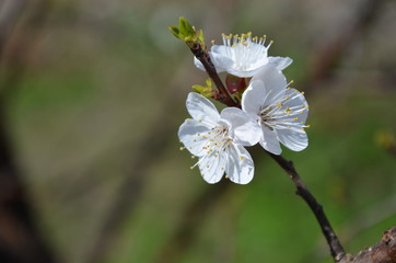 spring apricot