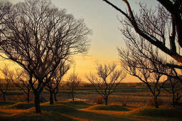 beautiful trees in the early morning