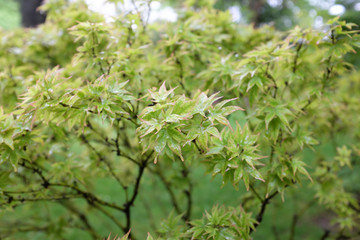 Acer palmatum (Ryuzu), outdoor plants 2020