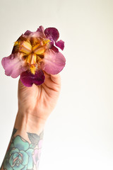 Flower in the hand. White background. Free space for text. Girl jerks a flower bud in the palm of his hand. Minimalism