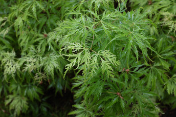 Acer palmatum (Filigree), outdoor plants 2020