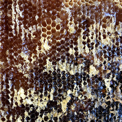 Drop of bee honey drip from hexagonal honeycombs filled with golden nectar.