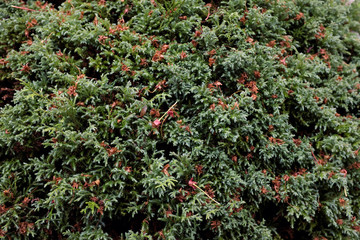 Chamaecyparis pisifera (Echiniformis), outdoor plants 2020