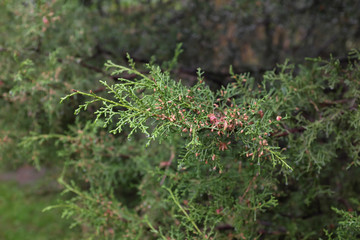 Juniperus chinensis (Neaboriensis), outdoor plants 2020