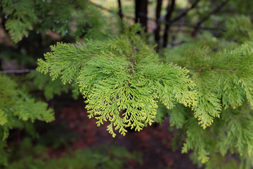Chamaecyparis obtusa (Goldilocks), outdoor plants 2020