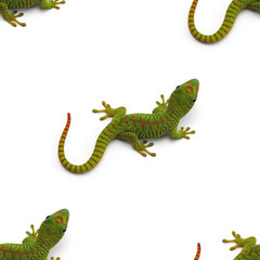 White Pattern of Green Madagascar day gecko isolated on white background