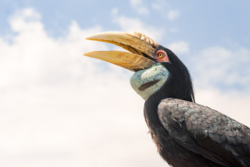 Female bar-pouched wreathed hornbill against a blue sky © Photography by Adri
