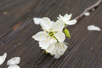 Fototapeta na wymiar cherry blossom on wooden background