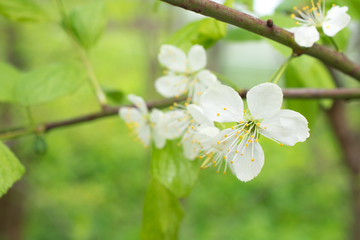apple tree blossom