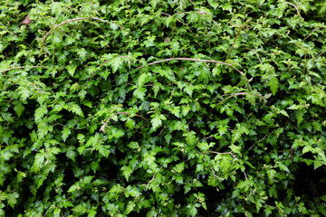 Stephanandra incisa (Crispa), outdoor plants 2020