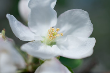 Obraz na płótnie Canvas apple tree flower