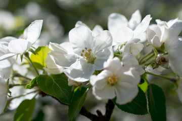 Obraz na płótnie Canvas white flowers of apple