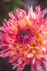 Obraz premium pink dahlia flower