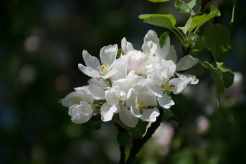 apple tree blossom
