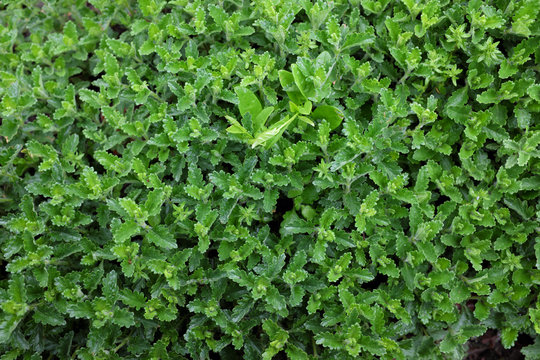 Teucrium chamaedrys (Lamiaceae), outdoor plants 2020