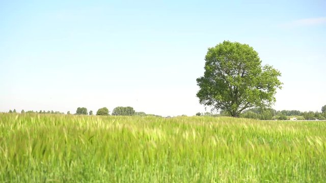 4k clip of a lonely oak in a green barley field. With moving plants and highway in background. Iconic dutch landscape.