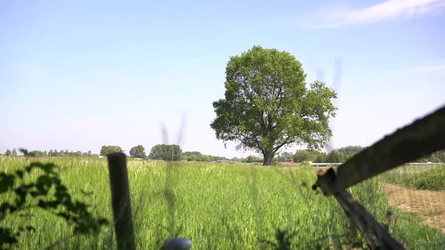 4k clip of a beautiful lonely oak in barley field moving in the wind with highway in the background fence on foreground. Iconic dutch landscape.