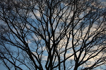silhouette of a tree in the sky
