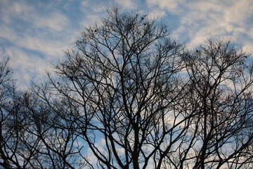 Fototapeta na wymiar silhouette of a tree in the sky