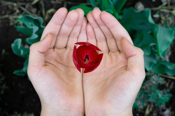 A Tulip Bud on the palms of your hands