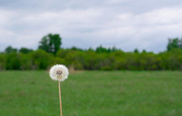 Fluffy dandelion in a spring meadow