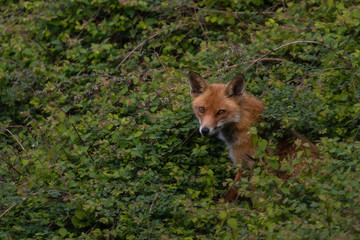 young red fox in foliage