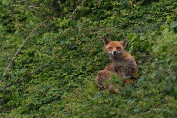 Naklejka na ściany i meble young red fox in foliage
