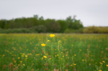 Meadow yellow flowers in a meadow