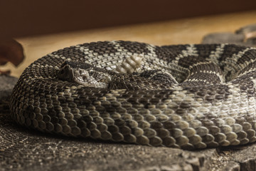 Closeup of coiling Western diamondback rattlesnake