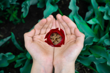 Red Tulip Bud on the palms of your hands