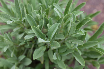 Salvia officinalis (Dwarf), outdoor plants 2020