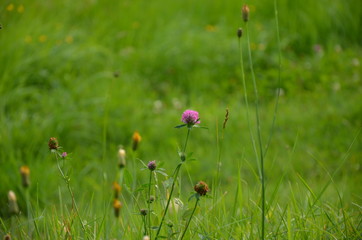 flowers in field