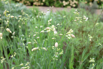 Silene vulgaris (Caryophyllaceae), outdoor plants 2020