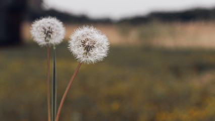 Fototapeta na wymiar bleached closeup of dandelions in the field